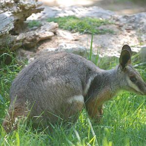 Yellow-footed Rock Wallaby at Madrid Zoo Aquarium, 26/05/11