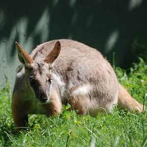 Yellow-footed Rock Wallaby at Madrid Zoo Aquarium, 26/05/11