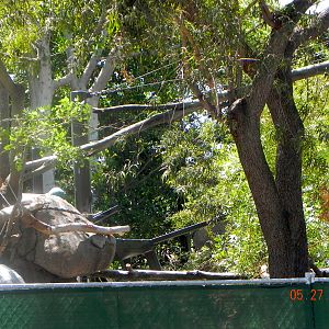zoo construction May 2011 Chinese Leopard Exhibit