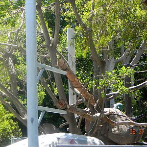 zoo construction May 2011 Chinese Leopard exhibit