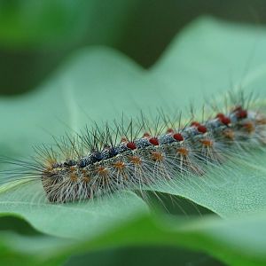 Lymantria dispar
