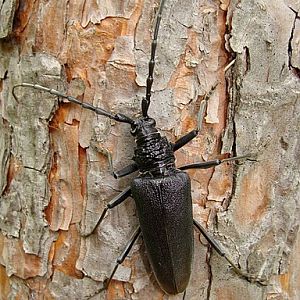 Cerambyx cerdo