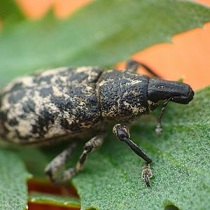 Cyphocleonus dealbatus