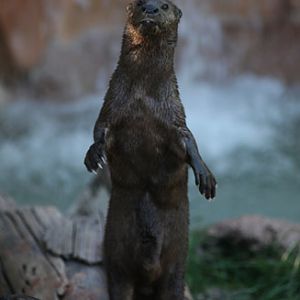 Night Zoo - June 10, 2011