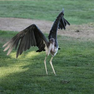 Night Zoo - June 10, 2011