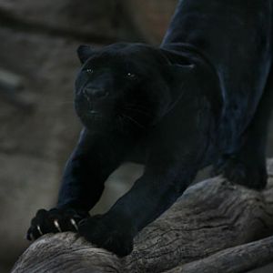 Night Zoo - June 10, 2011