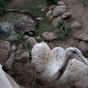 Night Zoo - June 10, 2011