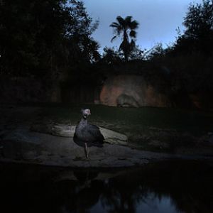 Night Zoo - June 10, 2011