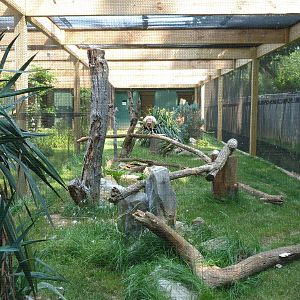 King Vulture Exhibit