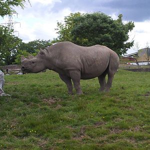 Rhino
