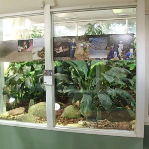 New Mountain Chicken Enclosure 11/06/11