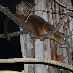 kinkajou