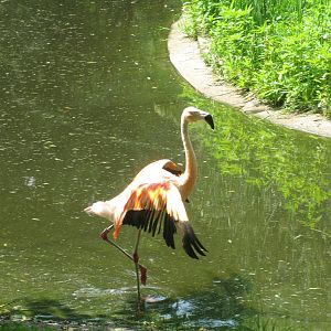 Dancing Flamingo