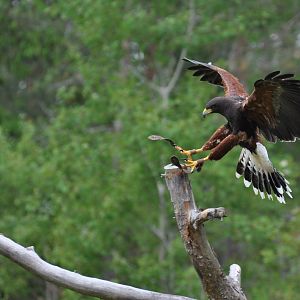 Harris Hawk