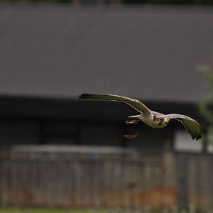 Lanner Falcon