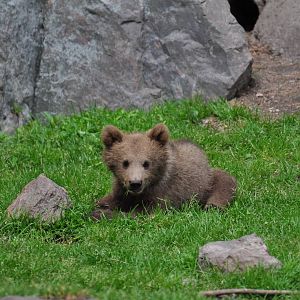 Bearcub