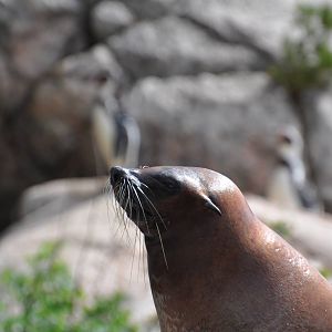 Fur seal and penguines