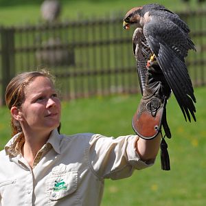 Birds of prey show
