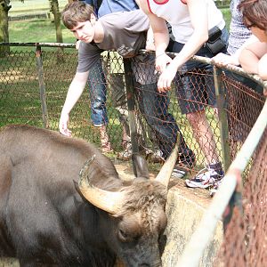 Javan Rhino meets Gaur