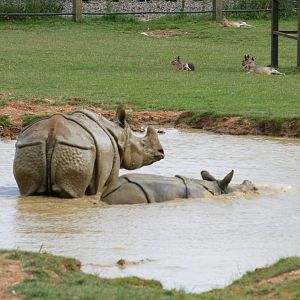 Indian rhinos wallowing