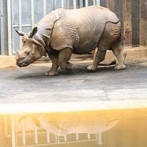 Indian rhino indoor pool