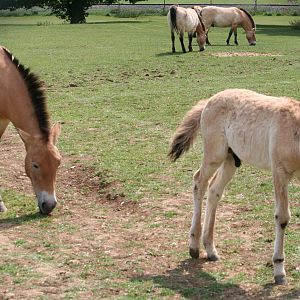 Przewalski's horse foal