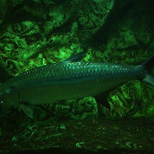 Atlantic Tarpon at Madrid Zoo Aquarium, 26/05/11