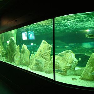 Aquarium at Madrid Zoo Aquarium, 26/05/11