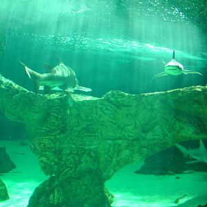 Main Tank at Madrid Zoo Aquarium, 26/05/11