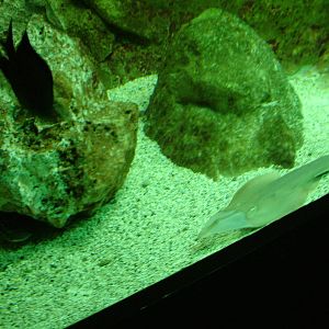 Aquarium at Madrid Zoo Aquarium, 26/05/11