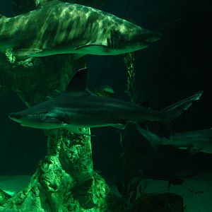 Sharks at Madrid Zoo Aquarium, 26/05/11