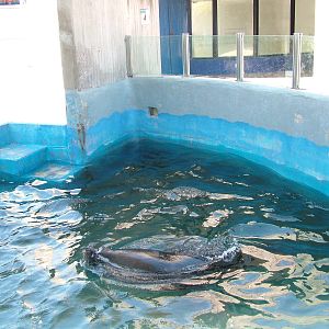 Sea Lion Pool at Madrid Zoo Aquarium, 26/05/11