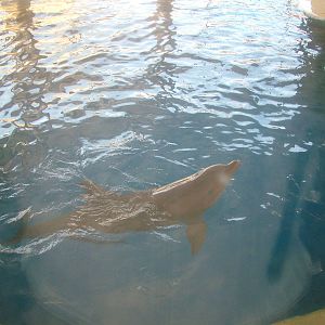 Dolphin Holding Pool at Madrid Zoo Aquarium, 26/05/11