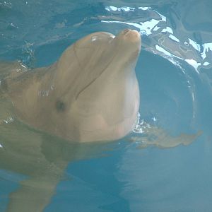 Atlantic Bottle-nosed Dolphin at Madrid Zoo Aquarium, 26/05/11