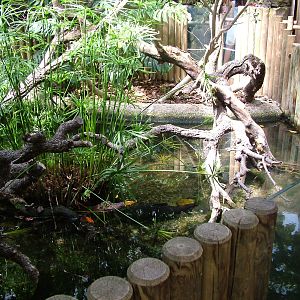 Caiman Exhibit at Madrid Zoo Aquarium, 26/05/11
