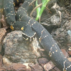Common Cantil at Madrid Zoo Aquarium, 26/05/11