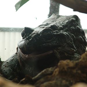 Labyrinth Frog at Madrid Zoo Aquarium, 26/05/11