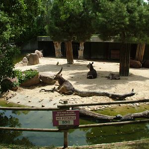 African Paddock at Madrid Zoo Aquarium, 26/05/11