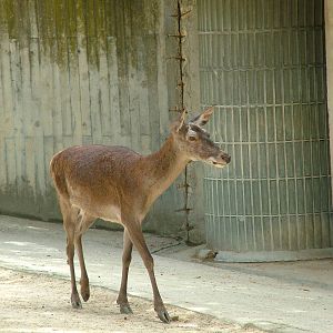 Spanish Red Deer at Madrid Zoo Aquarium, 26/05/11