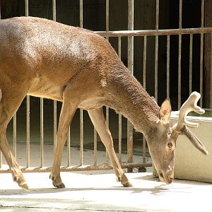 Spanish Red Deer at Madrid Zoo Aquarium, 26/05/11