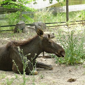European Moose at Madrid Zoo Aquarium, 26/05/11