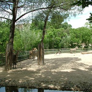 Asian Antelope Paddock at Madrid Zoo Aquarium, 26/05/11