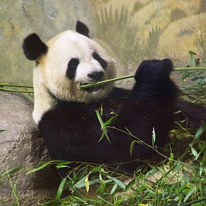 Giant Panda at Madrid Zoo Aquarium, 26/05/11