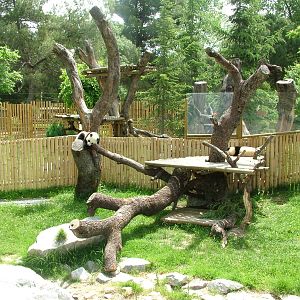 Giant Panda Exhibit at Madrid Zoo Aquarium, 26/05/11