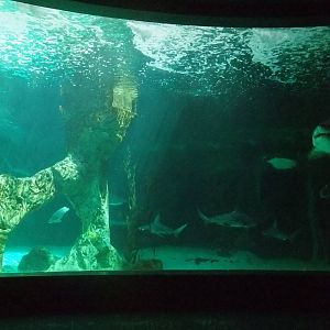 Main Tank at Madrid Zoo Aquarium, 26/05/11