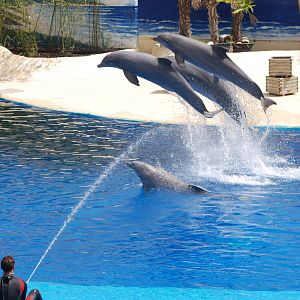 Dolphin Show at Madrid Zoo Aquarium, 26/05/11