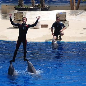 Dolphin Show at Madrid Zoo Aquarium, 26/05/11