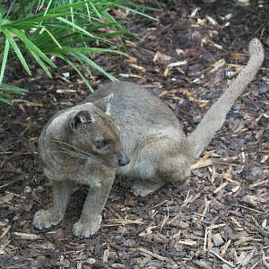 Fossa