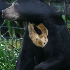 Sun bear