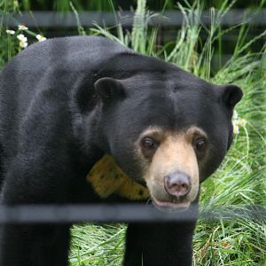 Sun bear